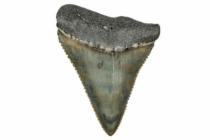 Fossil Great White Shark Tooth - North Carolina #243196